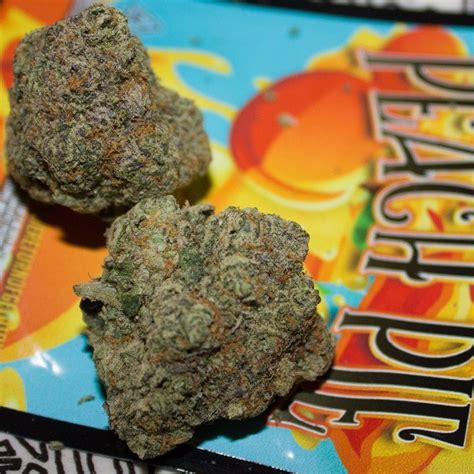 Description Well-cultivated batches of Peach Pie offer dense, tear-shaped buds with fuzzy trichomes and amber pistils. . Peach pie strain seeds